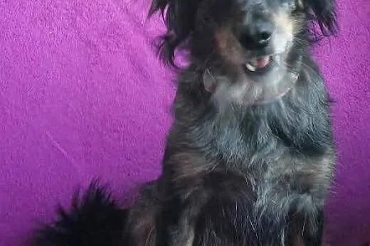 DŻINA też chce na Święta do domu ! Zabierz ją i po