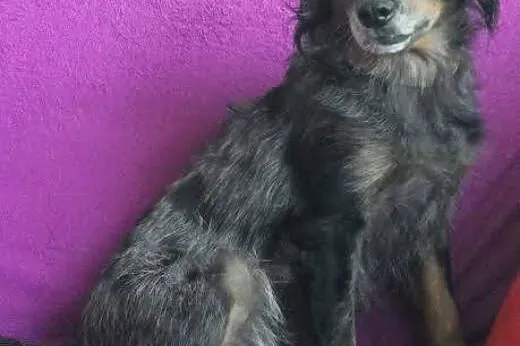 DŻINA też chce na Święta do domu ! Zabierz ją i po
