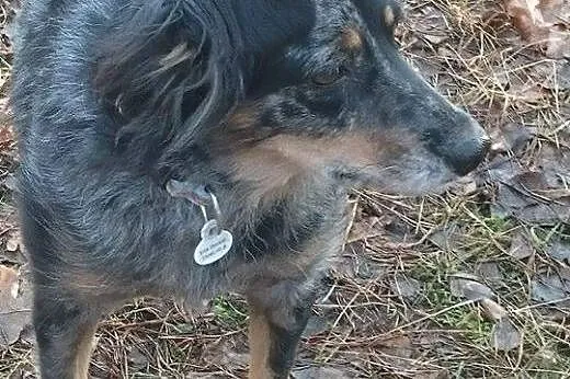 DŻINA też chce na Święta do domu ! Zabierz ją i po