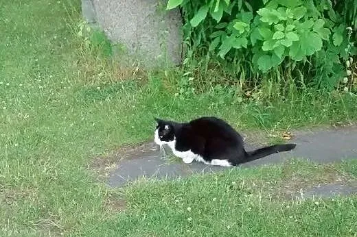 Kocurek Felek szuka domu, mazowieckie Pruszków