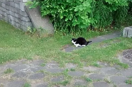 Kocurek Felek szuka domu,  mazowieckie Pruszków