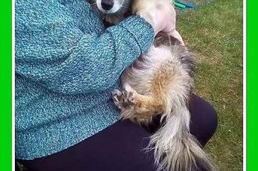 4 kg łagodna,spokojna,starsza suczka dla domatora.ADOPCJA,  mazowieckie Warszawa