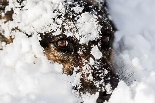 Czemu Leo czeka tak długo na człowieka, , Wrocław