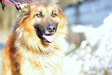 Grześ - puchata kuleczka nieszczęścia, samotności 