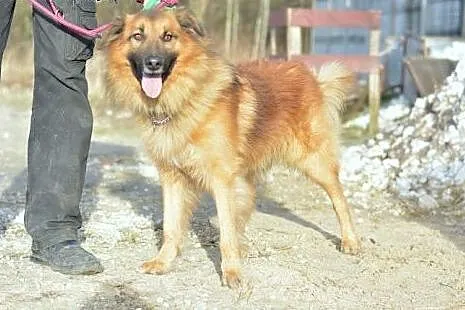 Grześ - puchata kuleczka nieszczęścia, samotności 