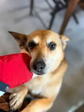 Hela - niekonfliktowa, spokojna sunia do adopcji!  Helcia marzy o cichym kącie, własnej miseczce i r