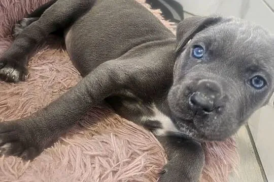 Sunia Cane Corso