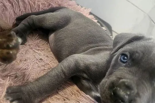 Sunia Cane Corso, Łódzkie, Łubno