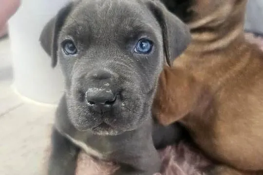 Sunia Cane Corso, Łódzkie, Łubno