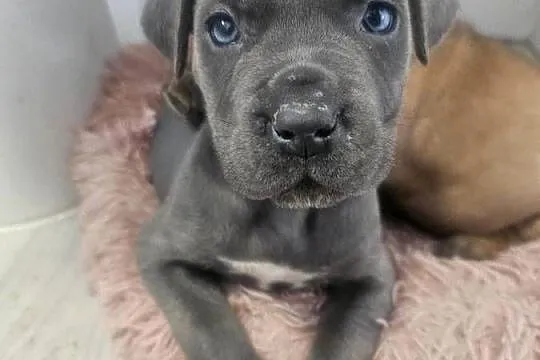 Sunia Cane Corso, Łódzkie, Łubno