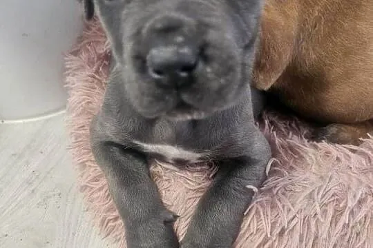 Sunia Cane Corso, Łódzkie, Łubno