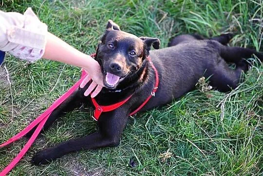 Wesoły, wychowany Murzynek,kochający ludzi - adopc
