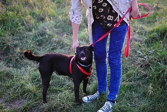 Wesoły, wychowany Murzynek,kochający ludzi - adopc