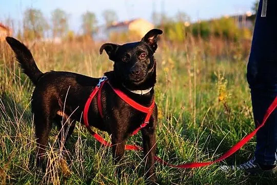 Wesoły, wychowany Murzynek,kochający ludzi - adopc
