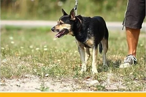 Usłyszy każdy szelest,czujny,2 letni ARES z ogonem