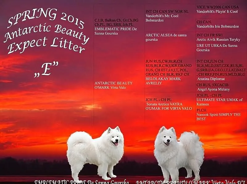*Antarctic Beauty* SAMOYED/SAMOJED **rezerwacja sz