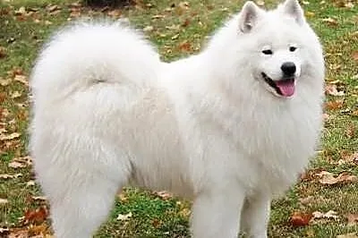 *Antarctic Beauty* SAMOYED/SAMOJED **rezerwacja sz