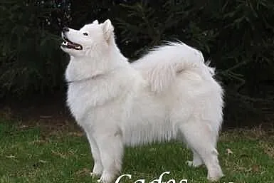 *Antarctic Beauty* SAMOYED/SAMOJED **rezerwacja sz