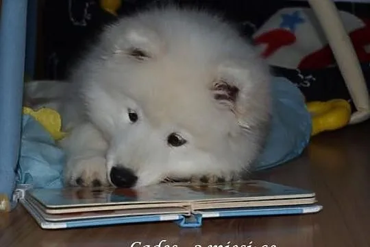 *Antarctic Beauty* SAMOYED/SAMOJED **rezerwacja sz