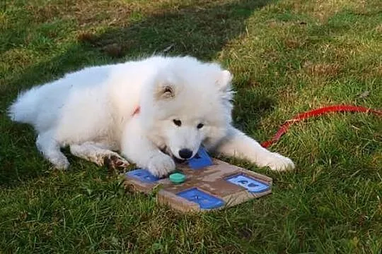 *Antarctic Beauty* SAMOYED/SAMOJED **rezerwacja sz