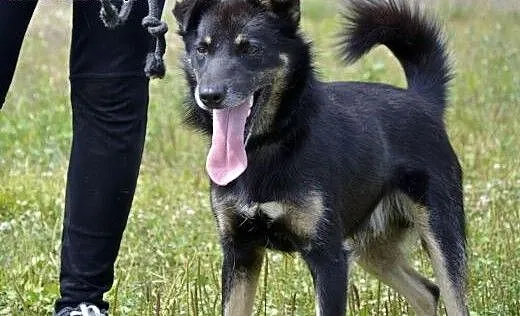 Irysek spędza w schronisku zimę - marznie, moknie,