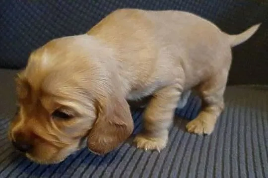 Cocker Spaniel Angielski suczka