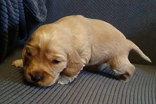 Cocker Spaniel Angielski suczka, Mazowieckie, Radom