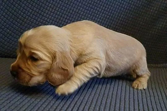 Cocker Spaniel Angielski suczka, Mazowieckie, Radom
