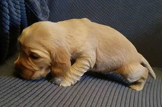 Cocker Spaniel Angielski suczka, Mazowieckie, Radom