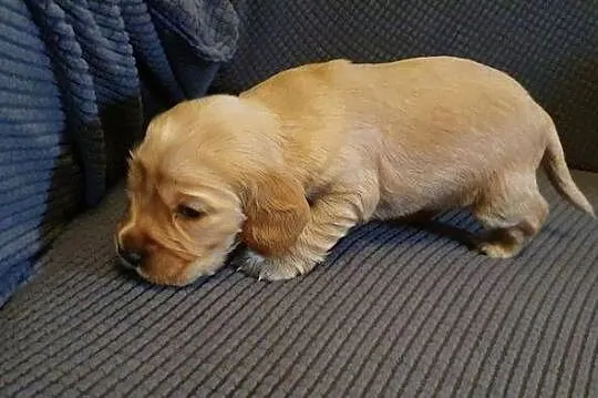 Cocker Spaniel Angielski suczka, Mazowieckie, Radom