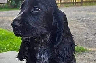 Cocker Spaniel Angielski
