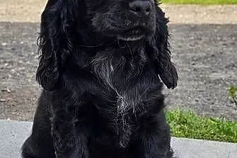 Cocker Spaniel Angielski, Opolskie, Jasienie