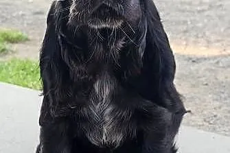 Cocker Spaniel Angielski, Opolskie, Jasienie