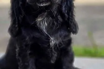 Cocker Spaniel Angielski, Opolskie, Jasienie