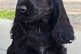 Cocker Spaniel Angielski, Opolskie, Jasienie