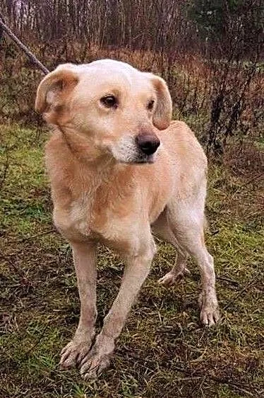 RAFI - przerażony, upodlony przez człowieka, marnieje w schronisku, ADOPTUJ, Mazowieckie, Warszawa