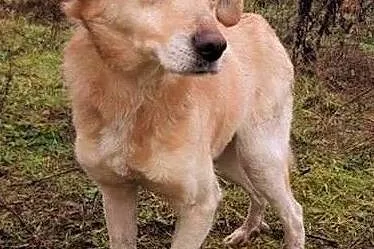 RAFI - przerażony, upodlony przez człowieka, marnieje w schronisku, ADOPTUJ, Mazowieckie, Warszawa