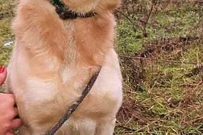 RAFI - przerażony, upodlony przez człowieka, marnieje w schronisku, ADOPTUJ, Mazowieckie, Warszawa