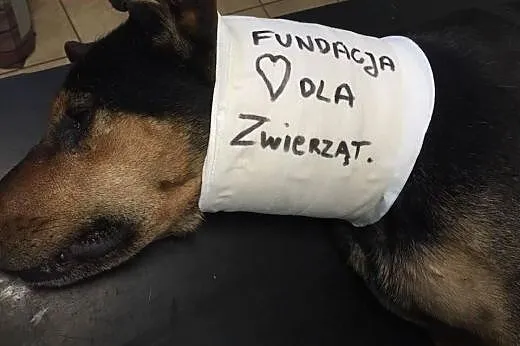 LUCKY SZUKA DOMU,  mazowieckie Warszawa
