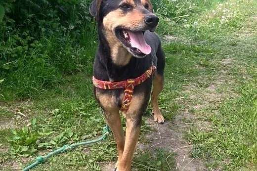 LUCKY SZUKA DOMU,  mazowieckie Warszawa