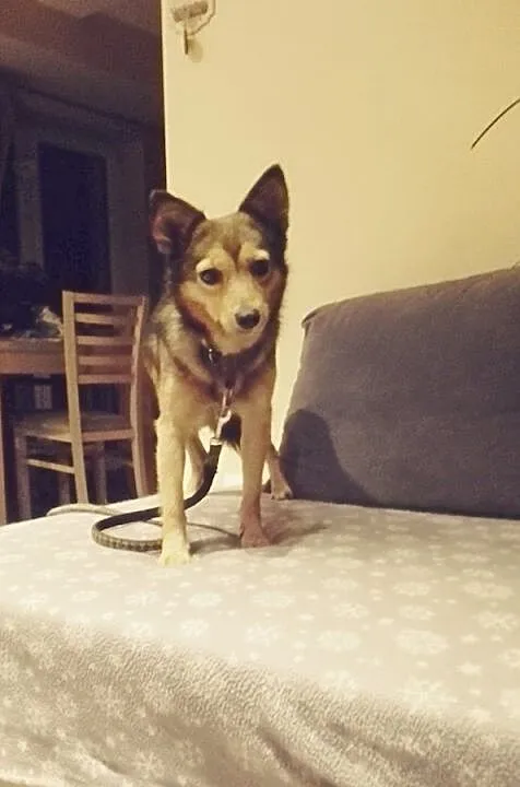 Bunia - malutka sunia poleca się do adopcji, Łódzkie, Łódź