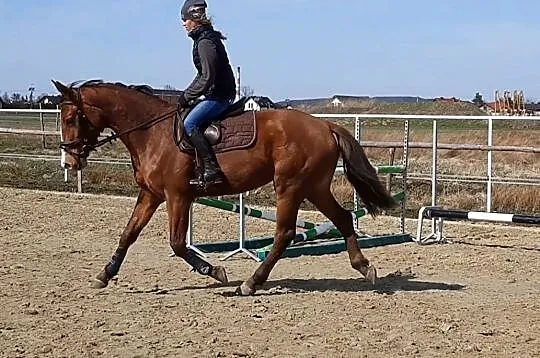 Klacz do sportu FOR LEO han x NIELS KWPN, Śląskie, Pszczyna