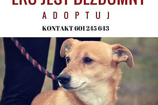Ero szuka domu od 8 lat!!!! Pomóż, uratuj, daj mu 