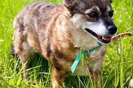 Malutka, nakolankowa Kala PILNIE potrzebuje pomocy