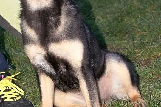 Amelka kochana, wesoła suczka szczeniak 9 mcy ADOP