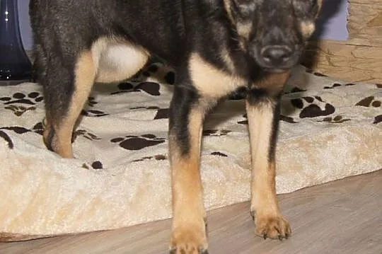 Amelka kochana, wesoła suczka szczeniak 9 mcy ADOP