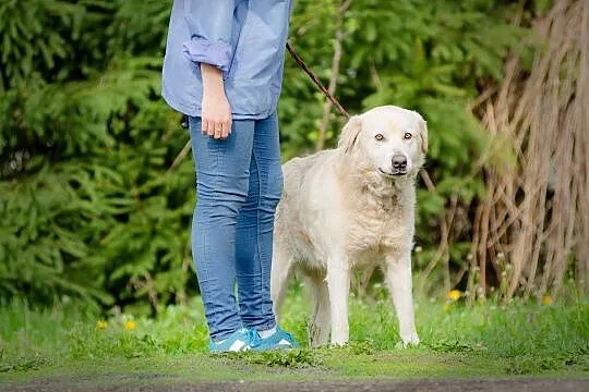 Blondi - przepiękna suczka MIX PODHALAŃCZYK GOLDEN