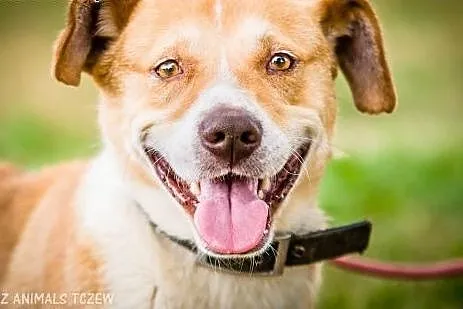 OTOZ Animals - Rubin - kochany psiak prosi o kochający dom! ,  pomorskie Tczew