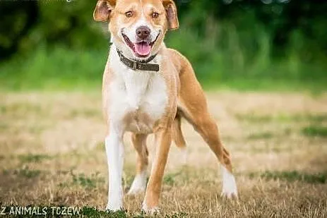OTOZ Animals - Rubin - kochany psiak prosi o kocha