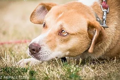 OTOZ Animals - Rubin - kochany psiak prosi o kocha